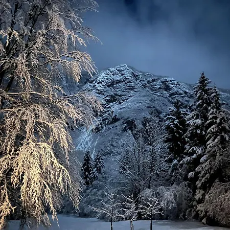 Red Beech - An Alpine Near *