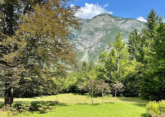Red Beech - An Alpine Near *